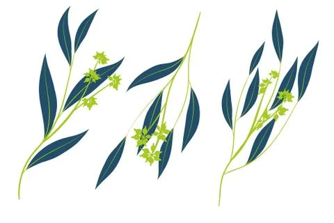 Eucalyptus Vector. Decorative Vector Leaves and Branches. Elegant Foliage. Be Stock Illustration