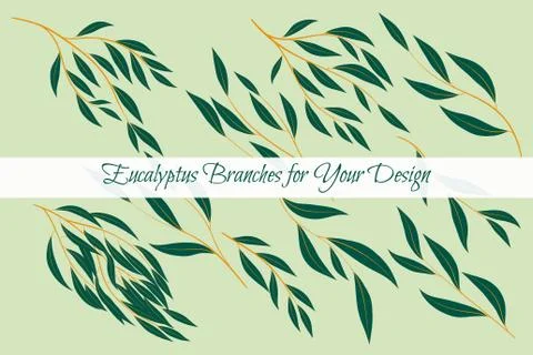Eucalyptus Vector. Decorative Vector Leaves and Branches. Elegant Foliage. Be Stock Illustration