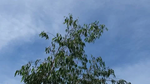 Eucalypyus tree canopy swaying in wind against  blue sky Stock Footage 198157406