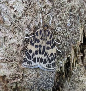 Eucereon on a tree Eucereon is a genus of tiger moths Stock Photos
