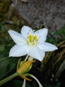 Eucharis amazonica Stock Photos