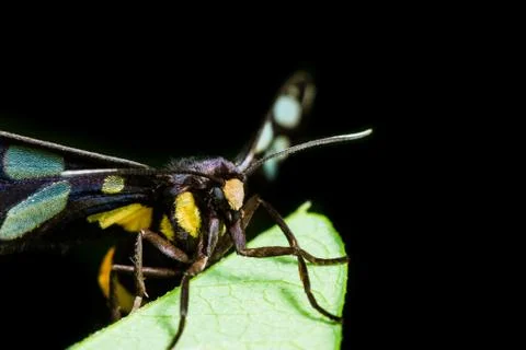 Euchormiid butterfly Stock Photos
