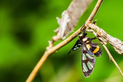 Euchormiid butterfly Stock Photos
