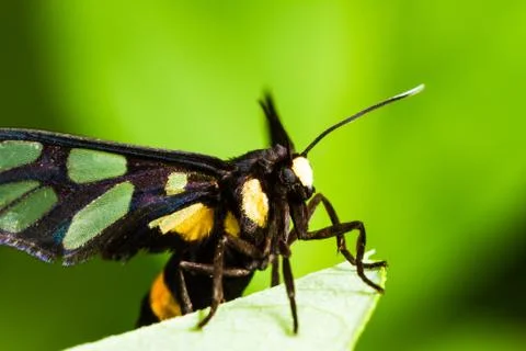 Euchormiid butterfly Stock Photos