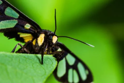 Euchormiid butterfly Stock Photos