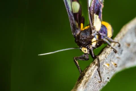 Euchormiid butterfly Stock Photos