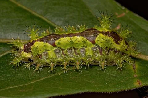 Euclea Slug Moth Caterpillar Stock Photos
