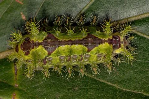 Euclea Slug Moth Caterpillar Stock Photos