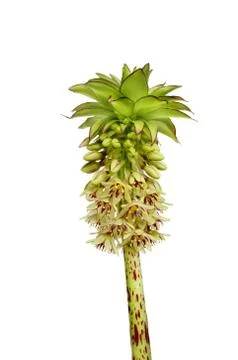 Eucomis bicolour Stock Photos