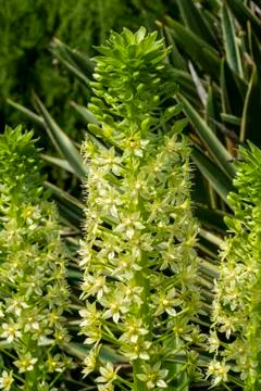 Eucomis montana Stock Photos