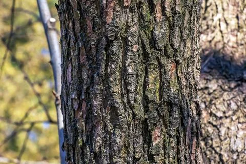 Eucommia bark background. Natural surface texture GUTTA-PERCHA TREE Stock Photos