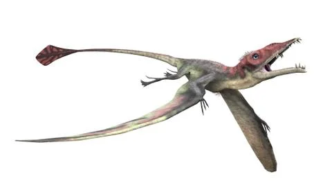 Eudimorphodon 2 Stock Illustration