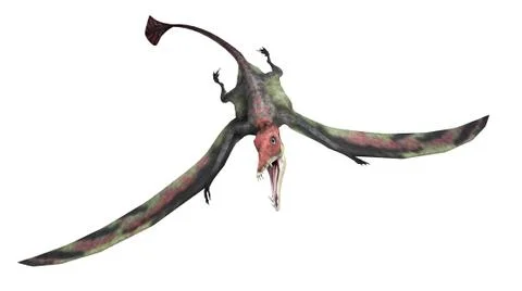 Eudimorphodon Stock Illustration