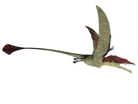 Eudimorphodon over White Stock Illustration