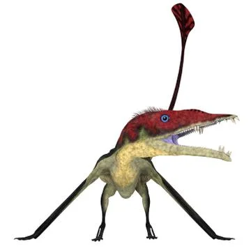 Eudimorphodon Pterosaur on White Stock Illustration