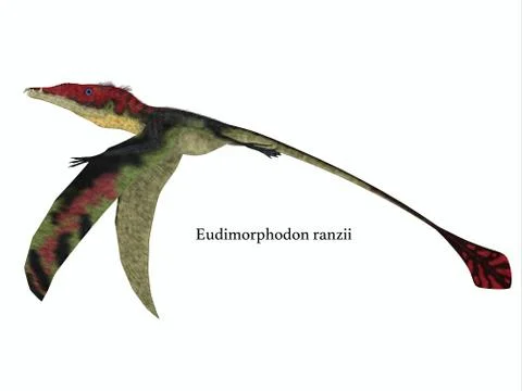 Eudimorphodon Wings Down with Font 스톡 일러스트