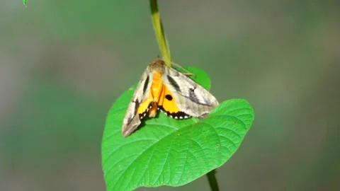 Eudocima phalonia Common fruit piercing moth with down turned wings Stock Footage 249039880