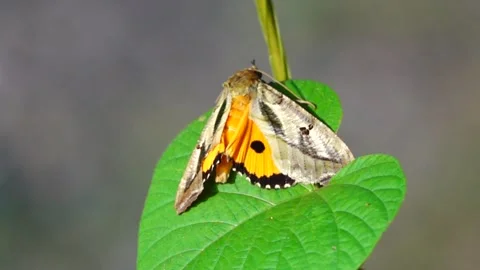 Eudocima phalonia Common fruit piercing moth with down turned wings Stock Footage 249039985