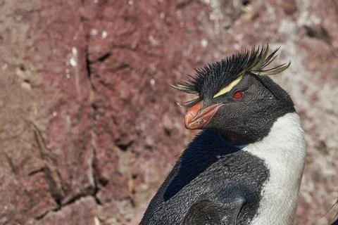 Eudyptes chrysocome is the rock hopper penguin also known as crested penguin Stock Photos