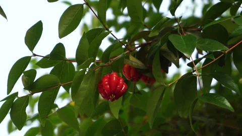 Eugenia uniflora fruit on the tree Stock Footage 291628857