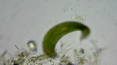 Euglen alga under microscope Stockbeeldmateriaal 33661305