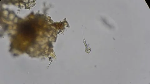 Euglen algae movements under microscope, magn 400x Vídeos de archivo 54612889