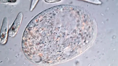 Euglena and Ciliate under microscope view Vídeos de archivo 310640702