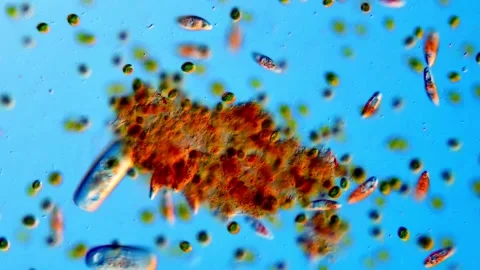 Euglena and protozoa, algae under microscope, 400x Vídeos de archivo 318247234