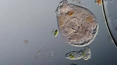 Euglena and rotifera under microscopy view 库存影片 306579566
