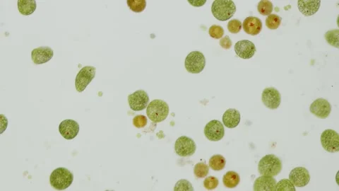 Euglena Green Cells at 10x Under Brightfield Microscopy Stock Footage 336944072