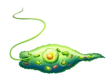 Euglena Stock Illustration