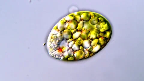 Euglena microorganism under microscope 4K video Vídeos de archivo 317886487