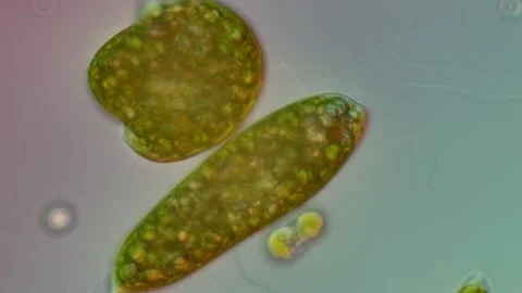 Euglena Protist Under DIC Microscopy at 50x, Scientific Footage Stock Footage 336944449