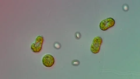 Euglena Protist Under DIC Microscopy at 50x, Scientific Footage Stock Footage 336944452