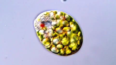 Euglena protozoa swimming under the microscope in high resolution Vídeos de archivo 317886497