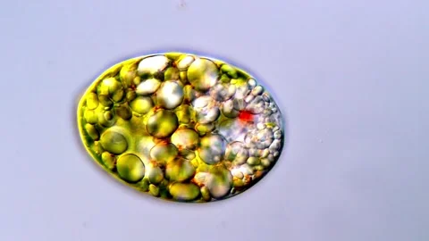 Euglena Protozoa Under Differential Interference Microscopy Vídeos de archivo 317886438