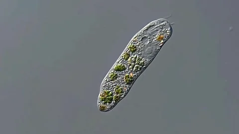 Euglena under DIC microscope view 400x 스톡 동영상 306591845