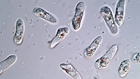 Euglena under microscope 스톡 동영상 310640672