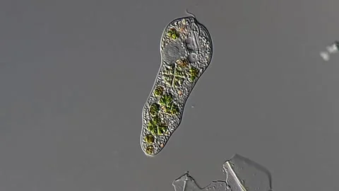 Euglena under microscopy view, 400x magnification 库存影片 306589966