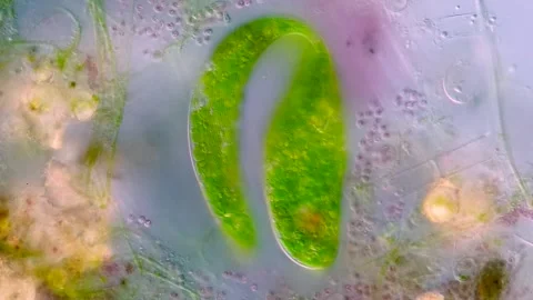 Euglena viridis timelapse under DIC microscopy  Stock Footage 315527234