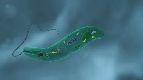 Euglena virids 3d animation Stock Footage 283595532
