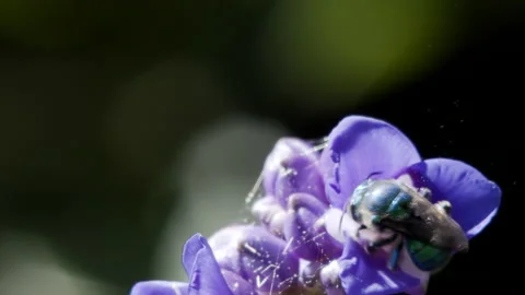Euglossini bee in a flower Stock Footage 148697062