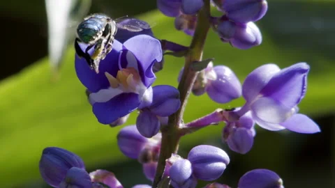 Euglossini bee pollination Stock Footage 148695845