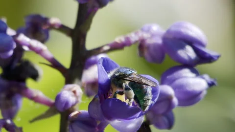 Euglossini bee pollination Stock Footage 148698199