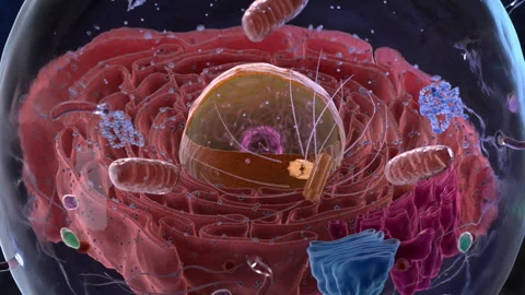 Eukaryote or eukaryotic cell Stock Footage 258331029