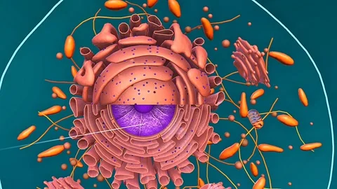 Eukaryotic cell Video stock 322998787