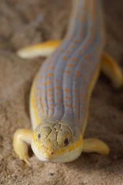 Eumeces Schneiderii, commonly known as Schneider's skink or Berber Skink. Stock Photos