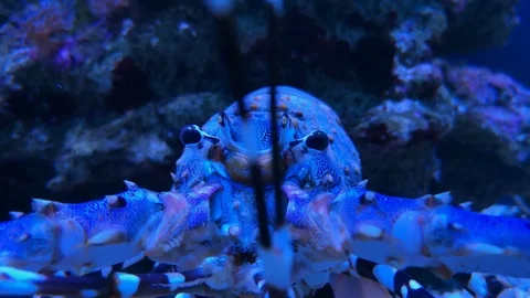 Eumedonidae Zebrida Striped urchin crab underwater Stock Footage 106967197