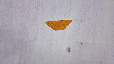 Eumelea Insects Sitting on a White Wall Foto stock