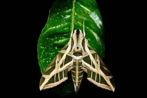 Eumorpha vitis, known as the vine sphinx, Tayrona National Park, Magdalena .. Stock Photos